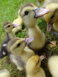 小鸭宝宝图片免费下载,小鸭宝宝设计素材大全,小鸭宝宝模板下载,小鸭