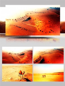 行走在大漠中的骆驼