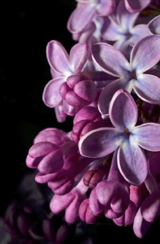 紫色的紫罗兰花朵