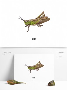 昆虫特写蚂蚱夏季草丛飞行昆虫写实单体特写科普插图