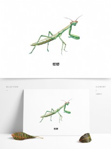 昆虫特写螳螂夏季草丛飞行昆虫写实单体特写科普插图