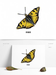 昆虫特写夏季草丛飞行昆虫写实单体特写科普插图