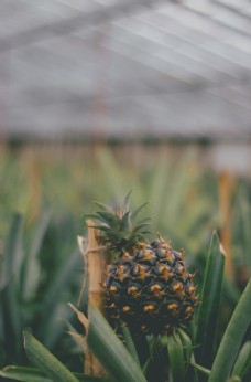 哈密瓜果园新鲜菠萝高清水果摄影