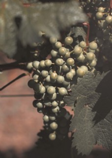 哈密瓜果园新鲜葡萄高清水果摄影