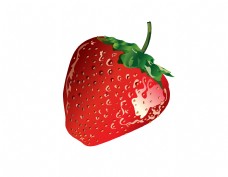 新鲜有机水果草莓矢量图