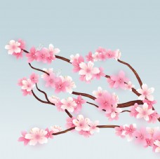 广告春天盛开的樱花树枝