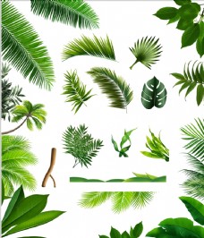 绿背景棕榈叶椰树海草绿色树叶子分层透