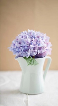 紫绣球花卉其他图片素材