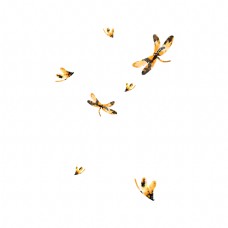水彩手绘水墨黄色蜻蜓