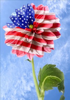 美国国旗向日葵