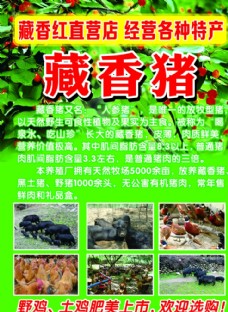 藏香猪宣传页