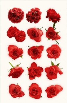 玫红色玫瑰七夕情人节红色玫瑰花素材