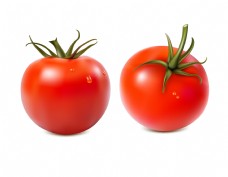 新鲜蔬菜新鲜有机蔬菜番茄矢量图