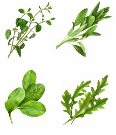绿色蔬菜图案
