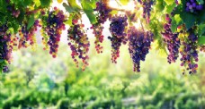 樱桃园葡萄