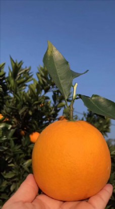 沃柑果园金堂脐橙橙子摆盘手拿脐橙