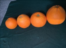 沃柑果园金堂脐橙大小脐橙对比脐橙