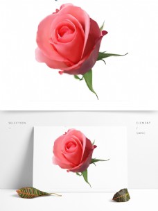 手绘写实玫瑰花浪漫可商用元素