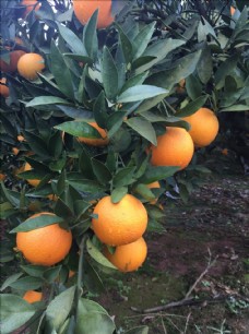沃柑果园金堂脐橙树梢上的脐橙橙子