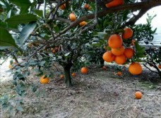 沃柑果园金堂脐橙树梢上的脐橙果树下
