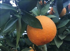 沃柑果园金堂脐橙树梢上的脐橙橙子