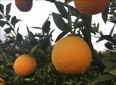 沃柑果园金堂脐橙一只脐橙树梢上的橙