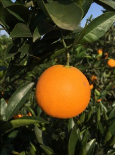沃柑果园金堂脐橙一只脐橙