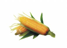 设计素材玉米粮食素材设计元素图案