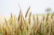 健康饮食小麦
