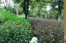 云南大叶种茶与紫鹃茶树