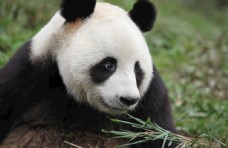 中国国宝大熊猫珍稀动物