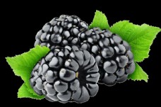 黑树莓水果野果美味酸甜