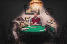 一个男人和四条狗赌博