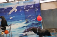 水族馆海豹表演海狮海狗