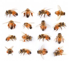 淘宝海报蜜蜂