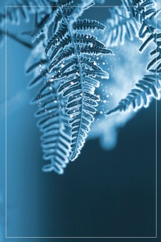传统节气树叶上的雪花霜降节气背景素材